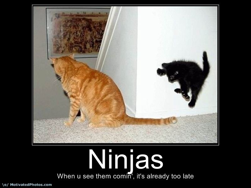 ninja kitten